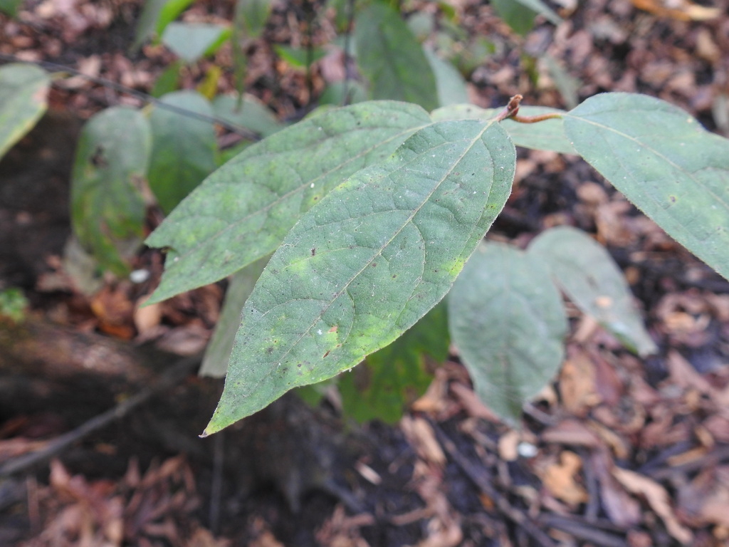 Leaves