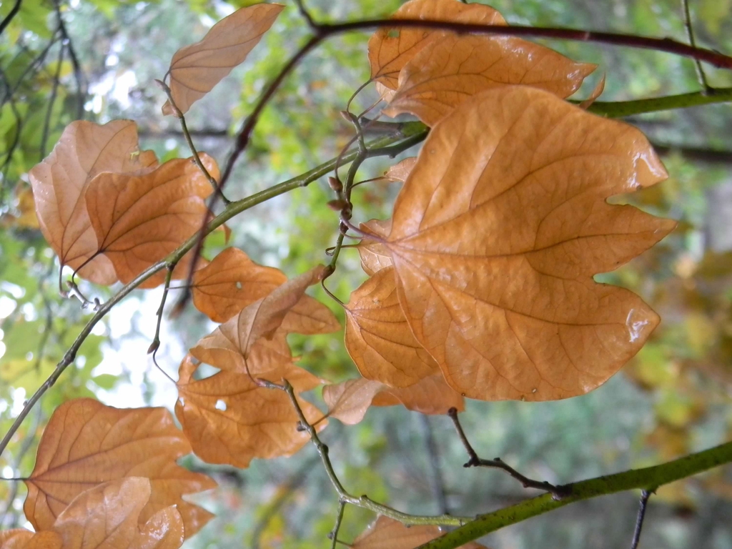 Lindera obtusiloba