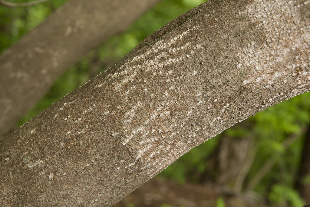 Bark