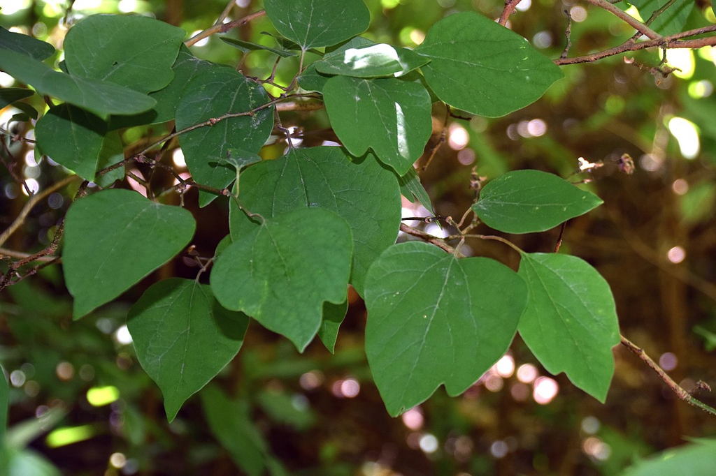 Three leaf shapes