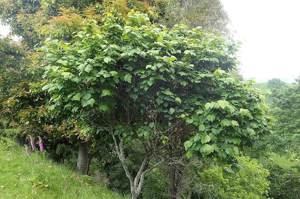 Form