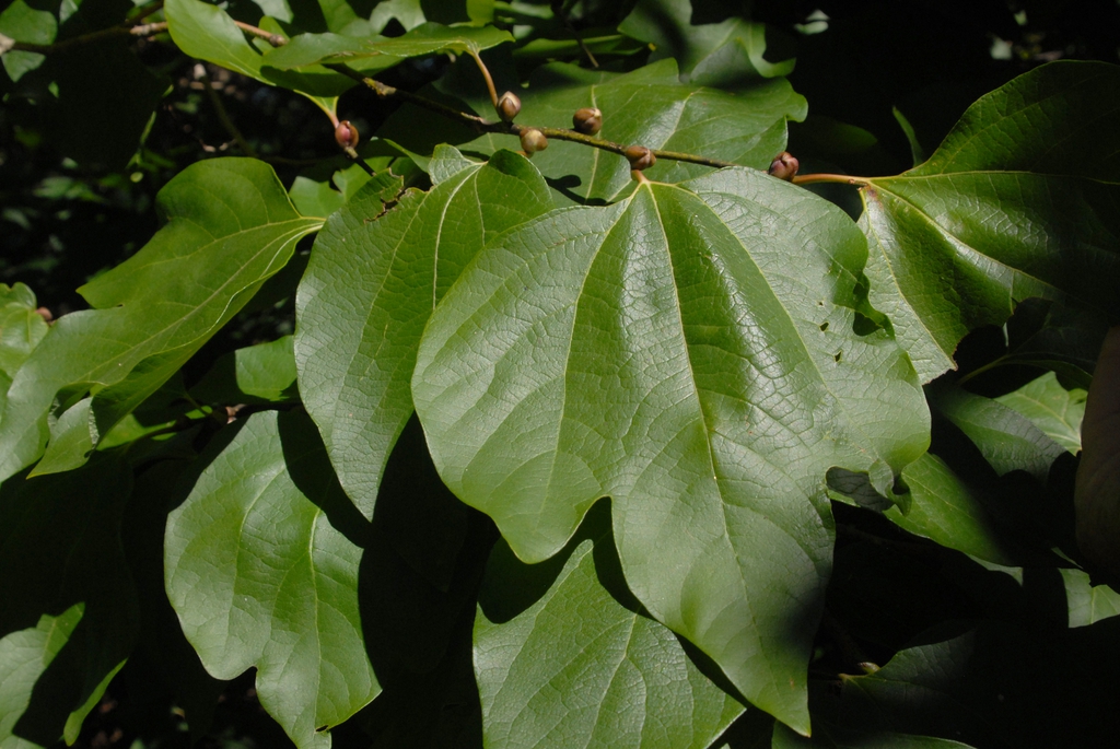 Lindera obtusiloba