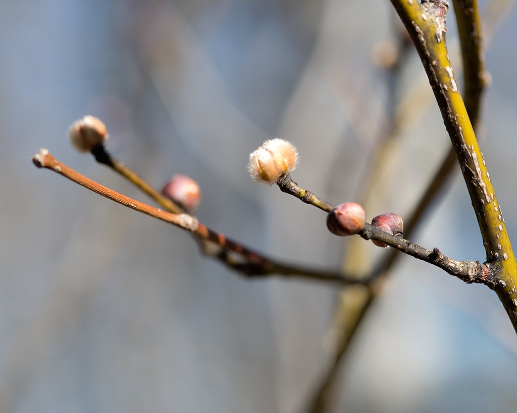 Stem and buds