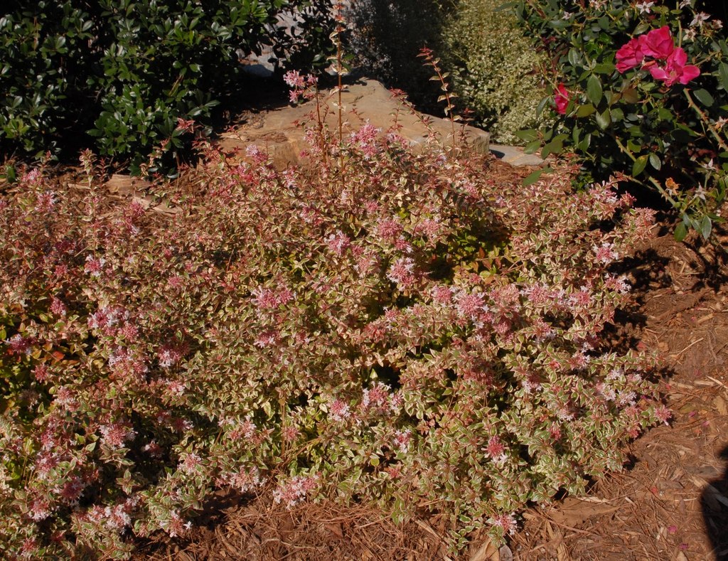 Linnaea x grandiflora 'Mardi Gras'  - full plant in bloom