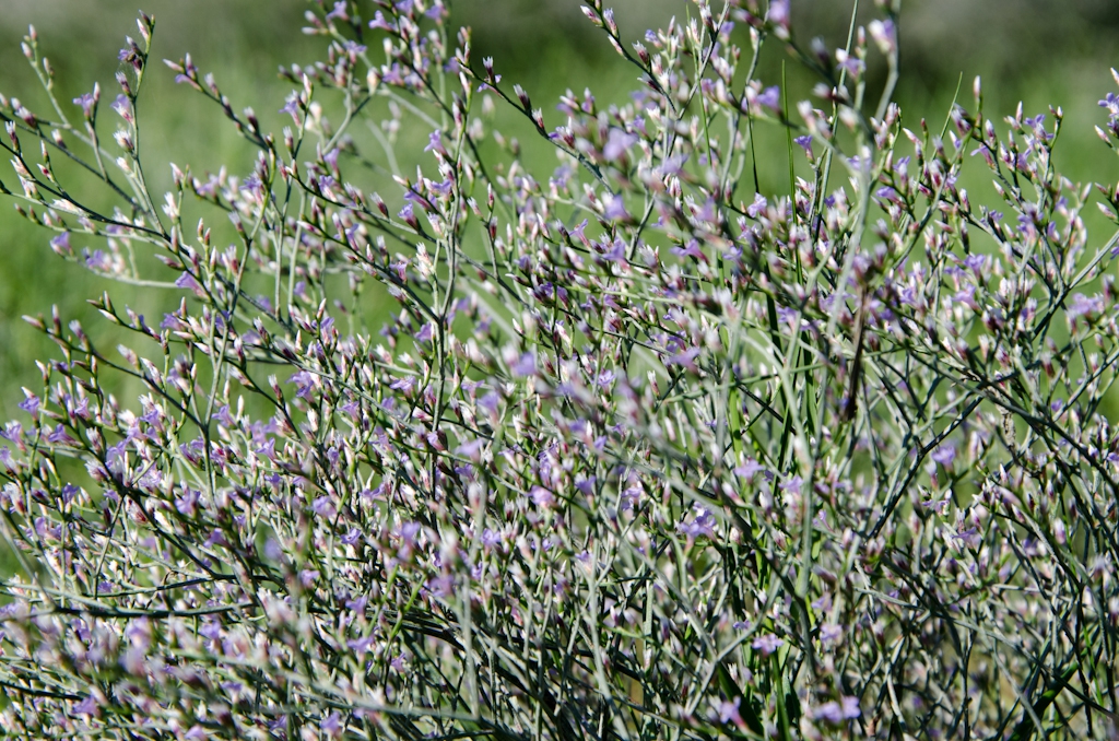 Plant in bloom