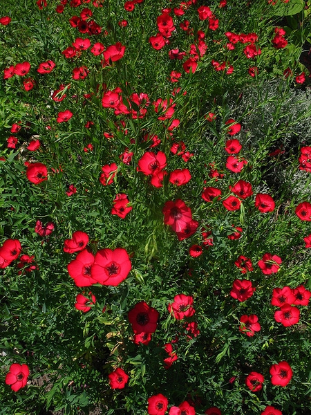 Linum grandiflorum