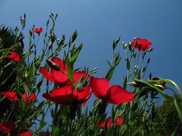 Linum grandiflorum