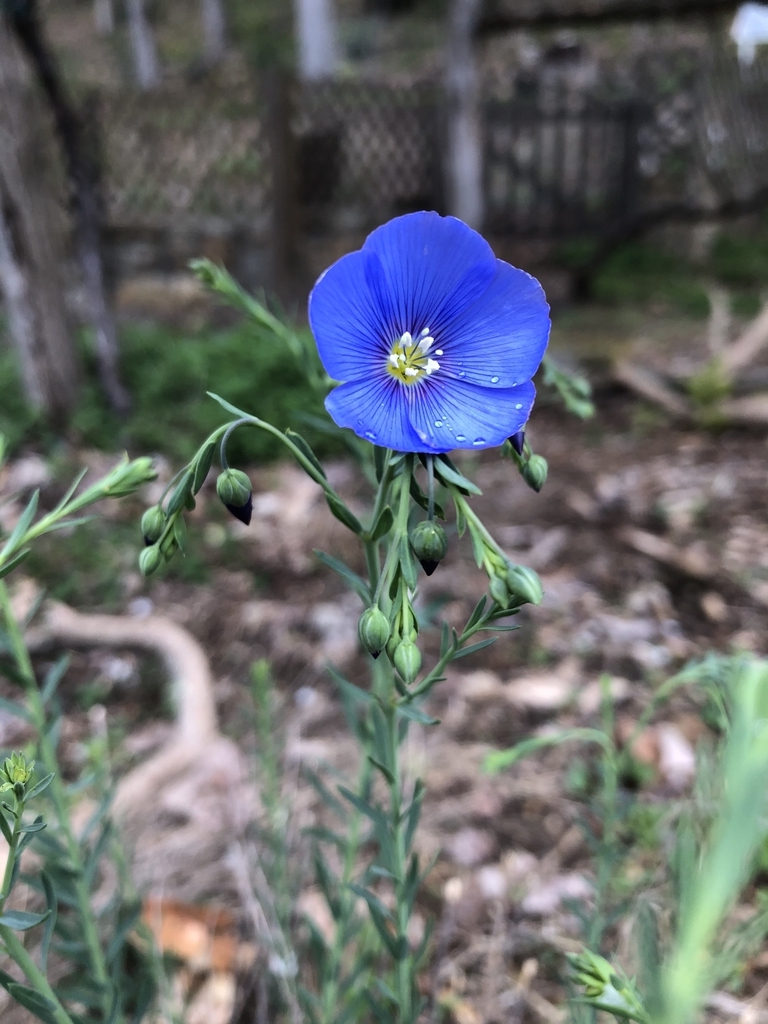 Dark blue, 5-petaled flower with a pale yellow center.