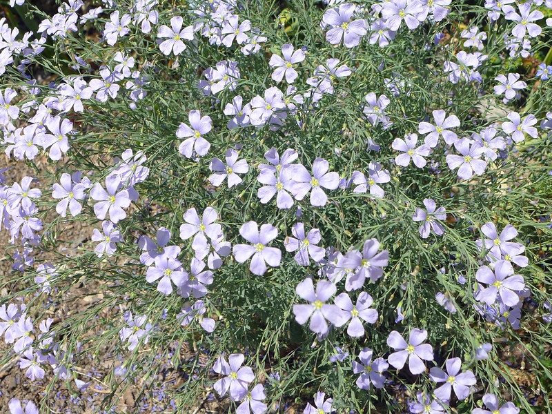 A low mounded plant covered with pale blue flowers.