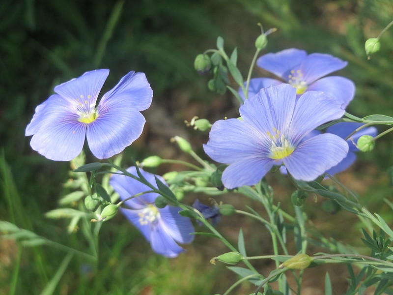 Shallowly bowl-shaped, pale blue flowers