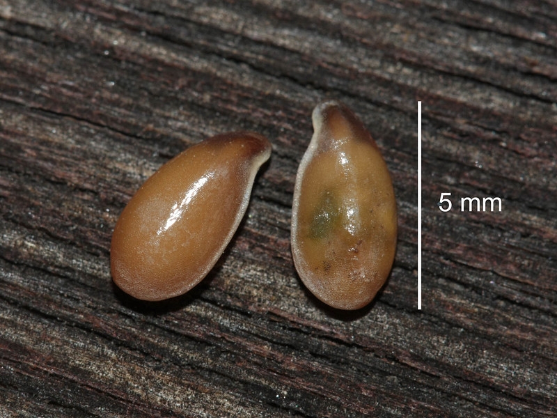 Close-up of 2 drop-shaped seeds that are 5 mm long.