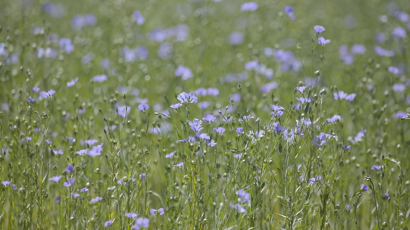 Field of airy foliage and pale blue flowers