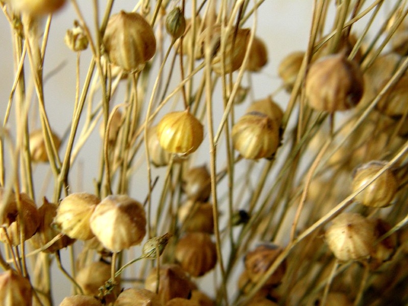 A mass of small, globose, dry, brown capsules.
