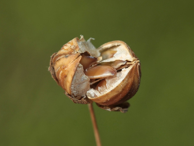 A single globose capsule splitting open to reveal seeds