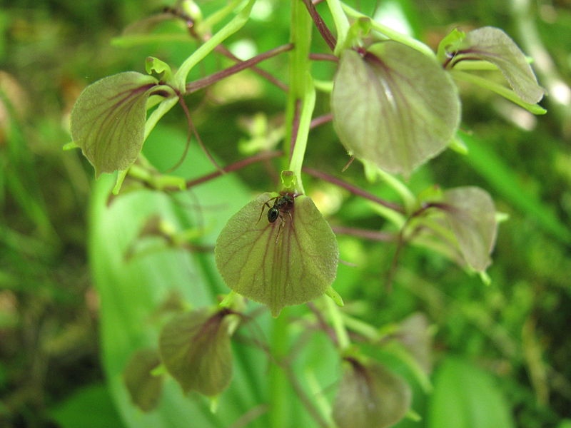 Liparis lillifolia