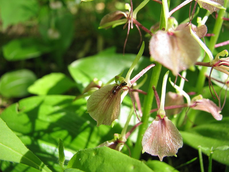 Liparis lillifolia