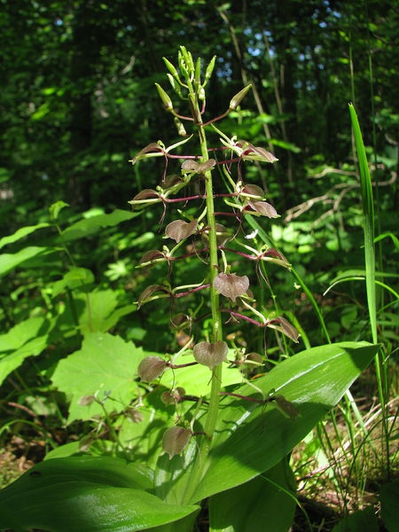Liparis lillifolia