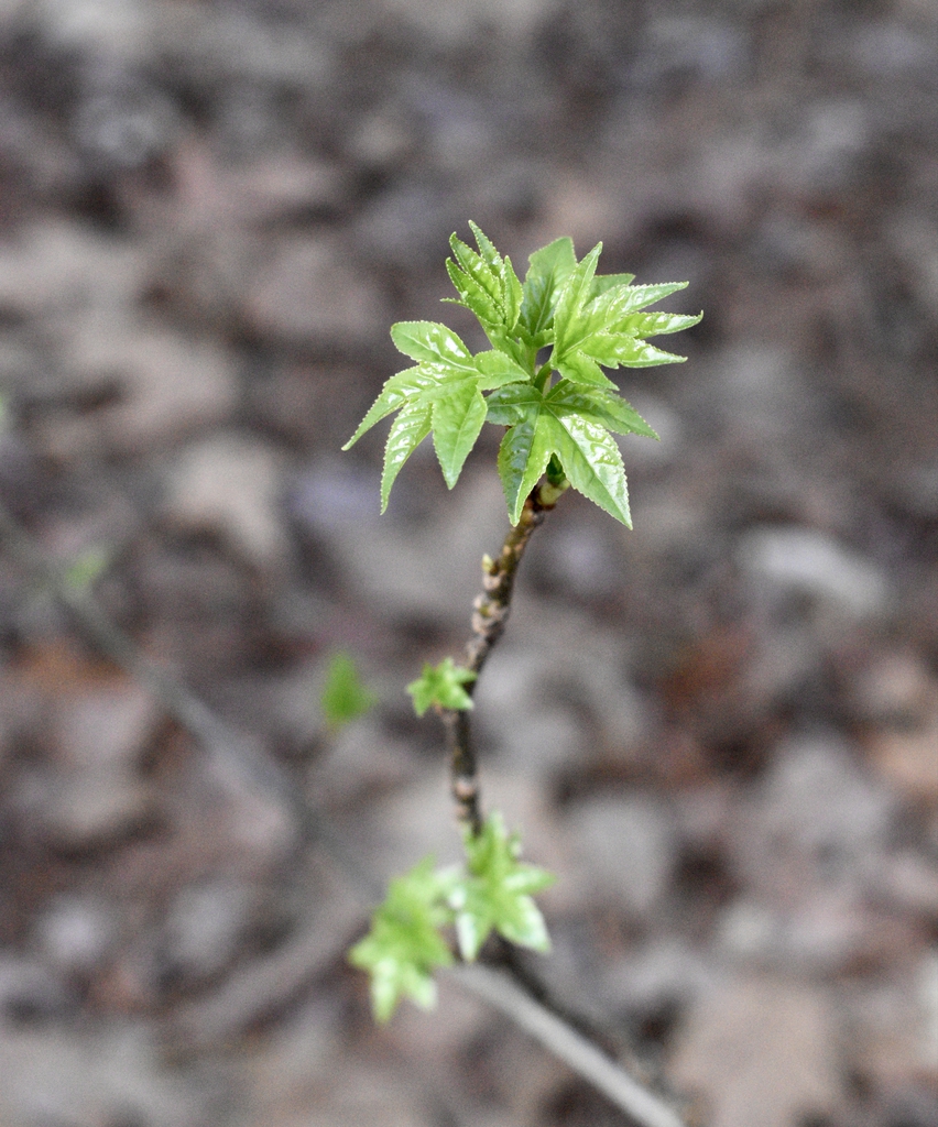 Stem with leaves