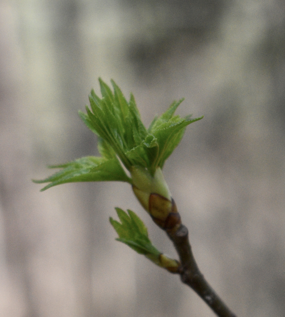 Leaves Emerging Spring Warren County