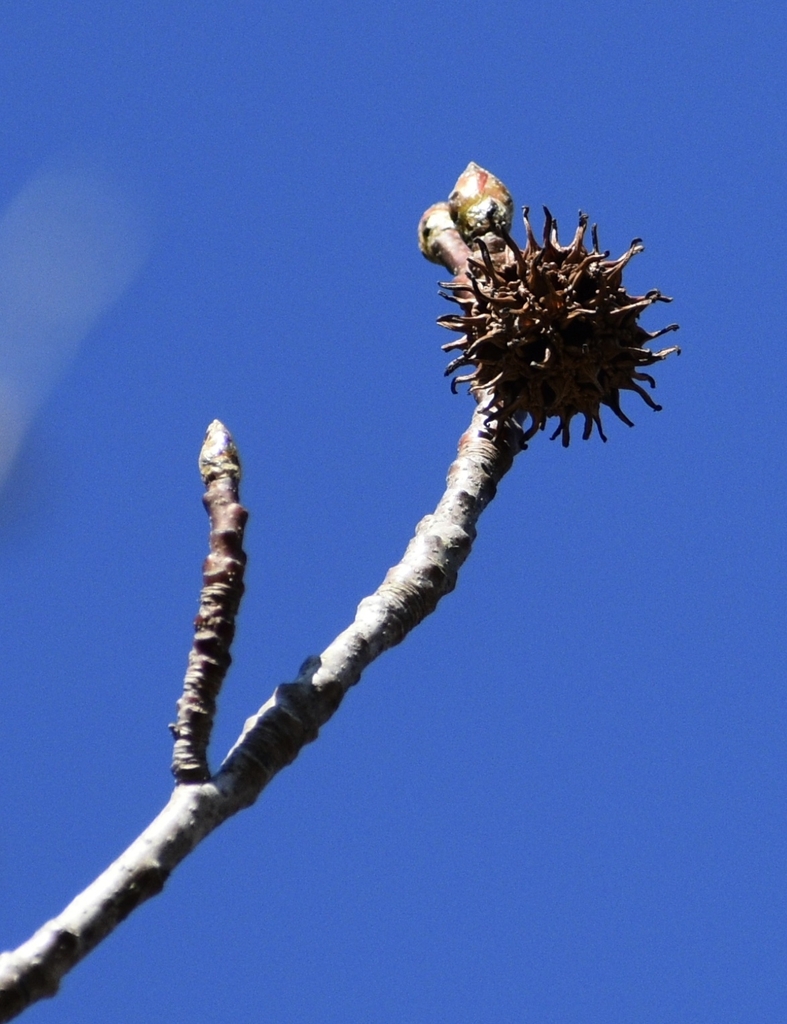 Buds & Seed Pod - Warren Co., NC
