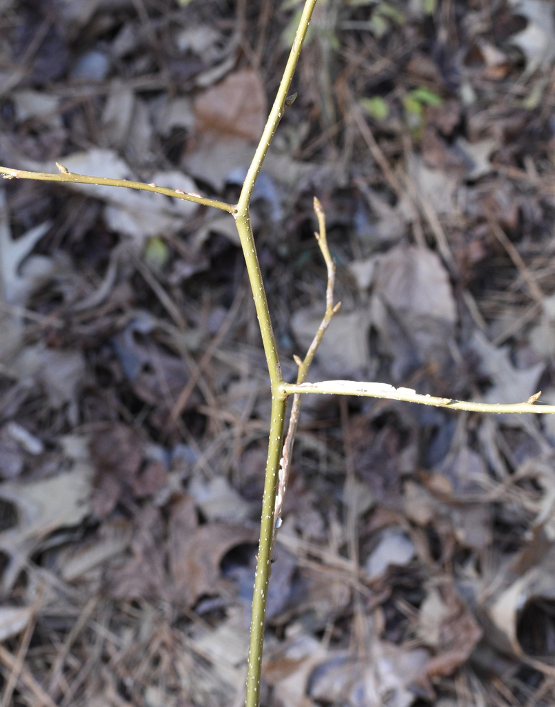 Liquidambar styraciflua