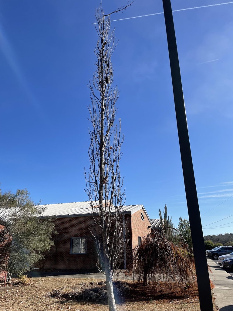Liquidambar styraciflua "Slender Silhouette'