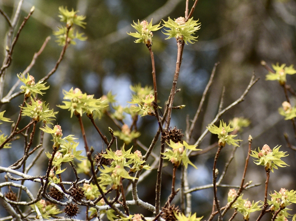 Flowers & Fruit - March - Warren Co., NC