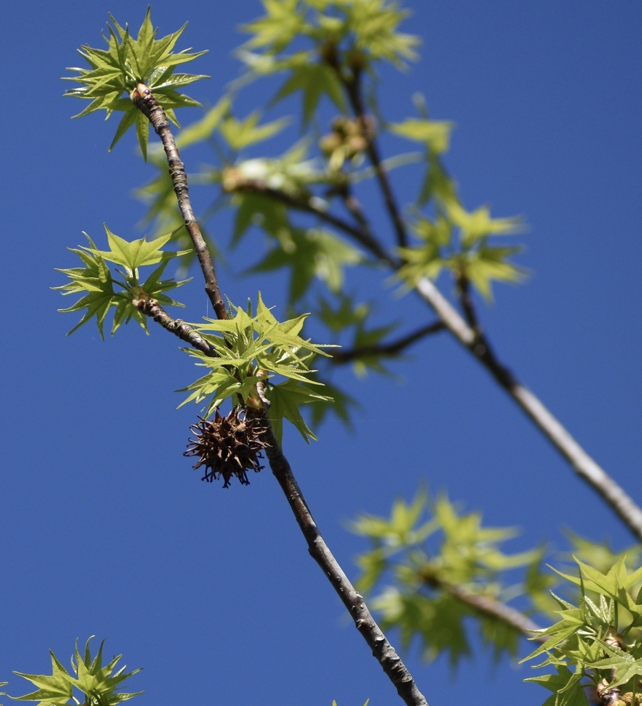 Emerging Leaves & Fruit - April - Warren Co., NC