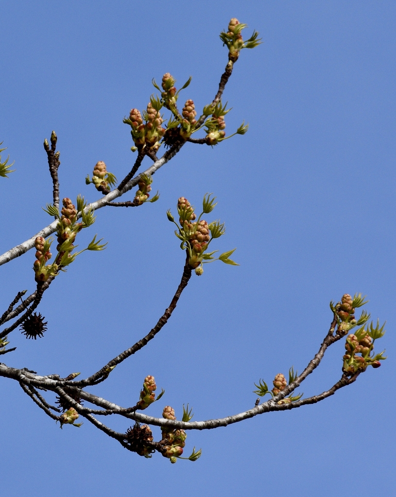 Flowers - March 16 - Warren Co., NC