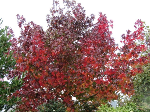 Liquidambar styraciflua