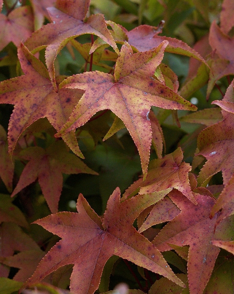 Fall leaf detail