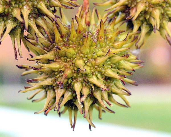 Immature fruits resemble a spiky "gum ball"
