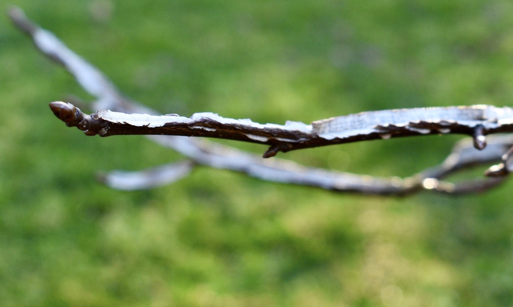 Winged Branch w/Bud - March - Wake Co., NC
