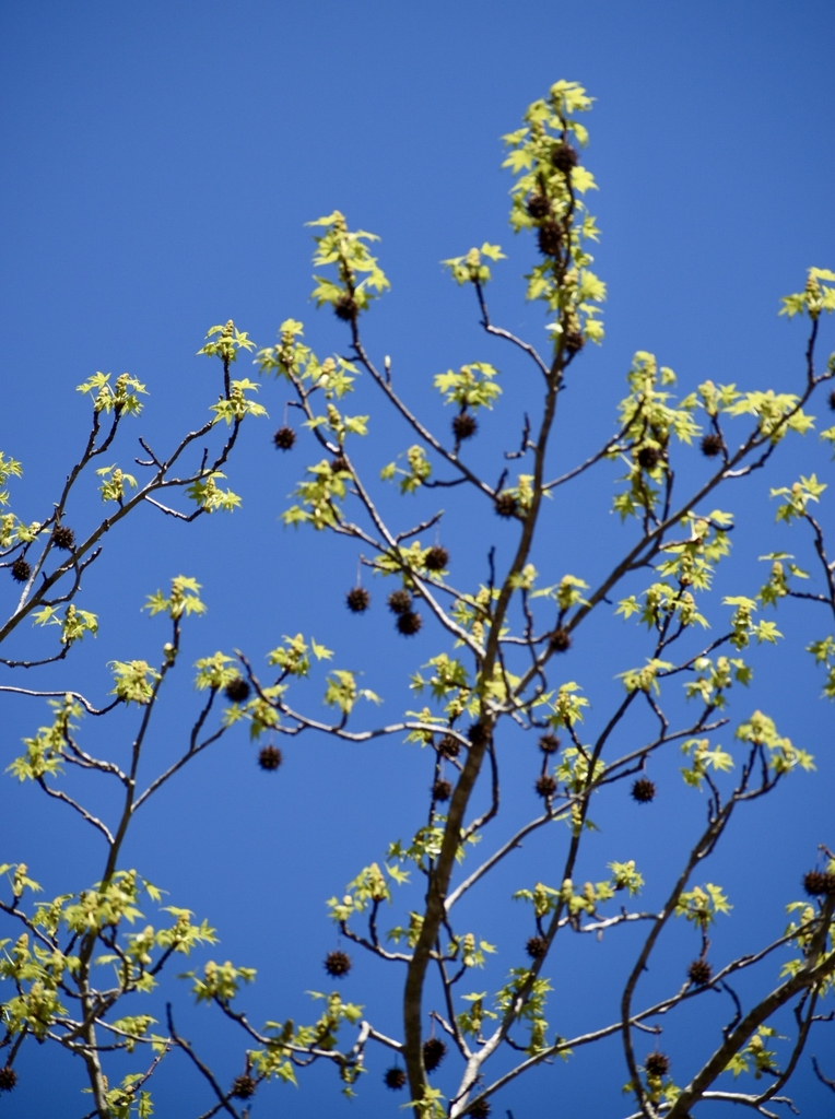 Gumballs & Leaves - Wake Co., NC