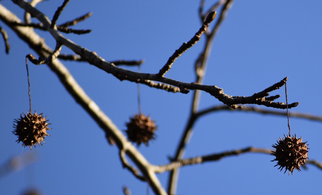 Liquidambar styraciflua