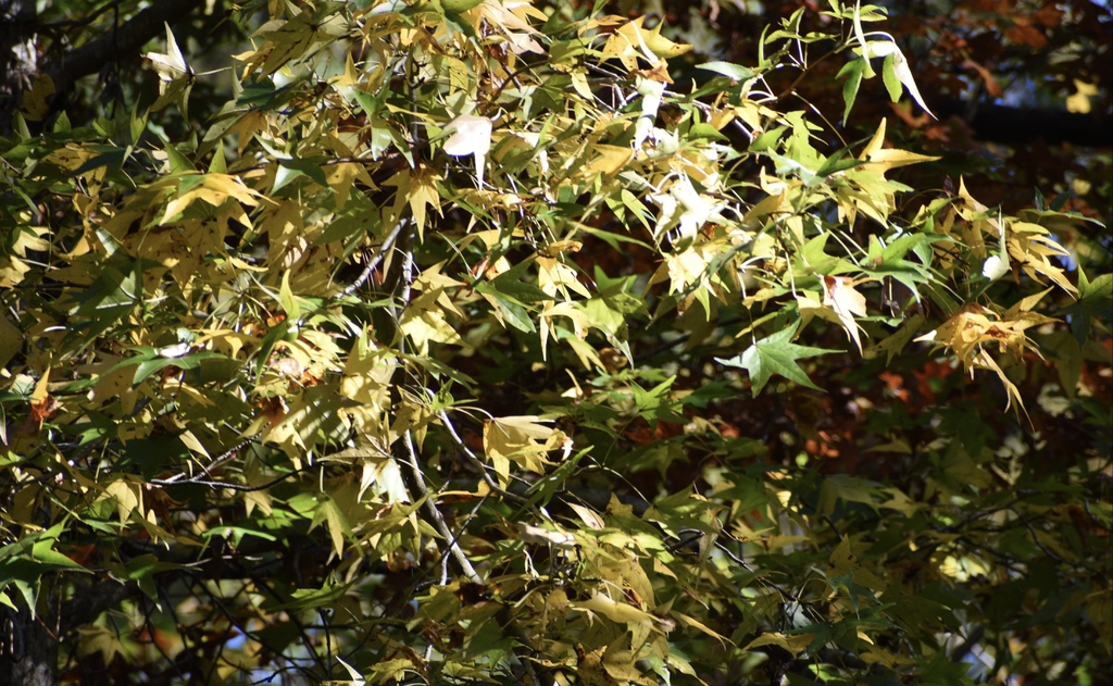 Liquidambar Styraciflua