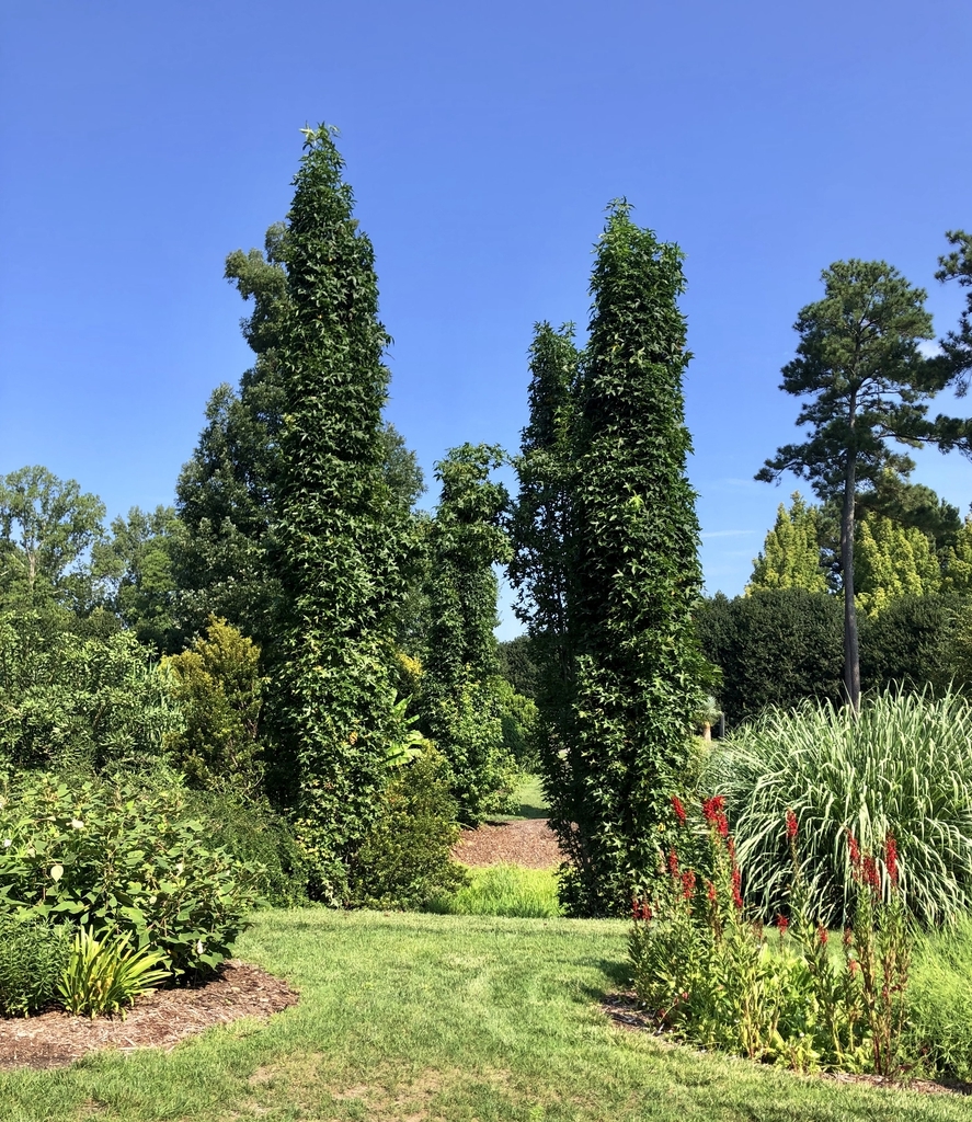 Form in a garden Aug. 12 - Wake Co., NC