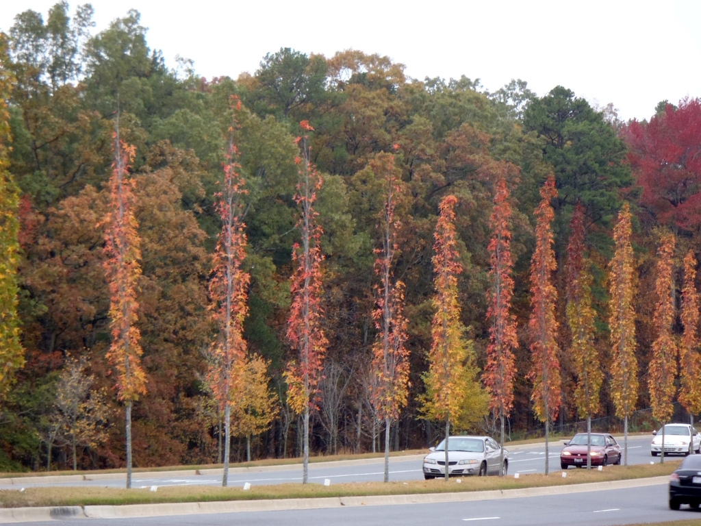 Excellent for narrow road medians (Fall)