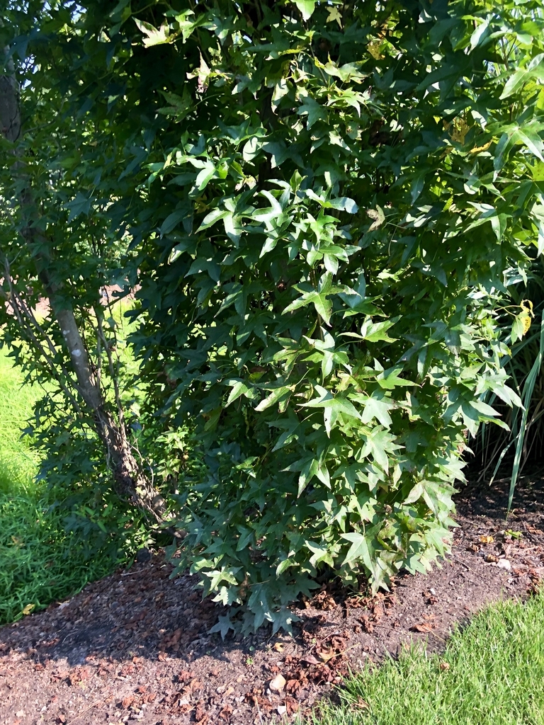 Branches extend to the ground -Aug. 12 Wake Co., NC