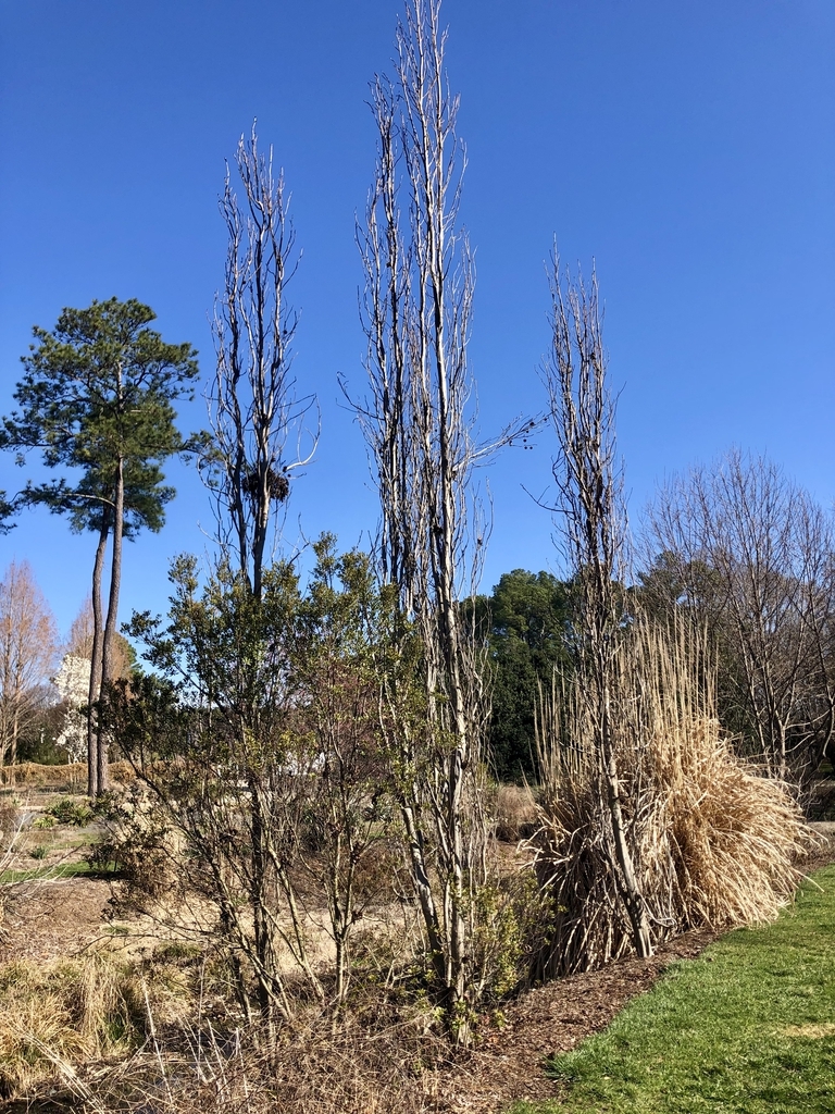 Winter form - Wake Co., NC
