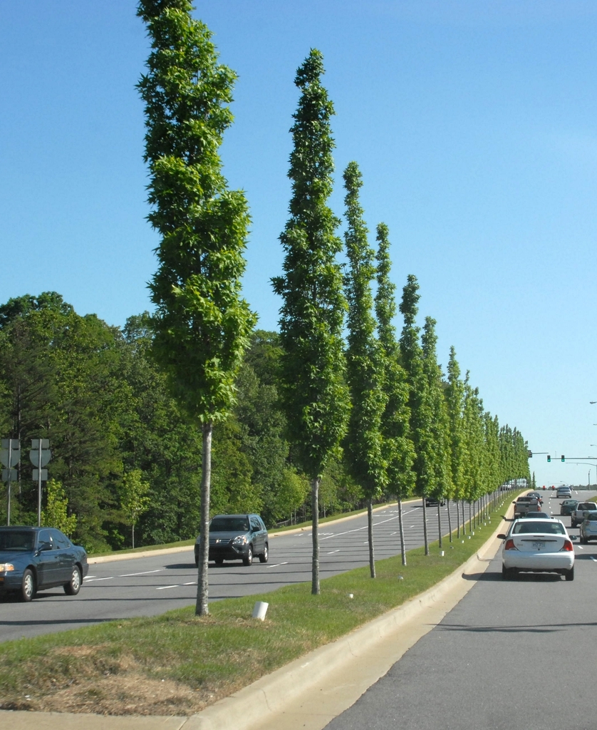 Excellent for narrow road medians
