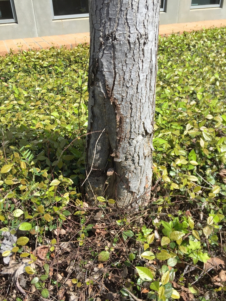 Bark