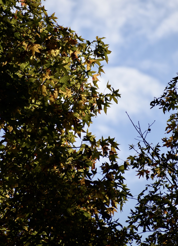 Liquidambar styraciflua