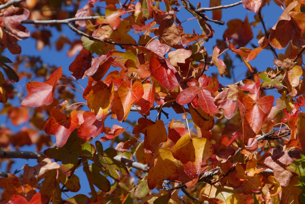 Liquidambar styraciflua 'Rotundiloba'