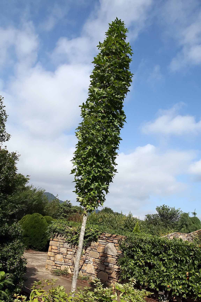Liquidambar styraciflua "Slender Silhouette'