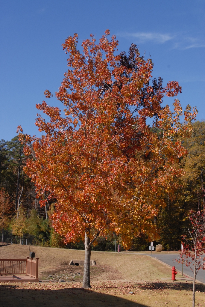 Liquidambar styraciflua 'Rotundiloba'