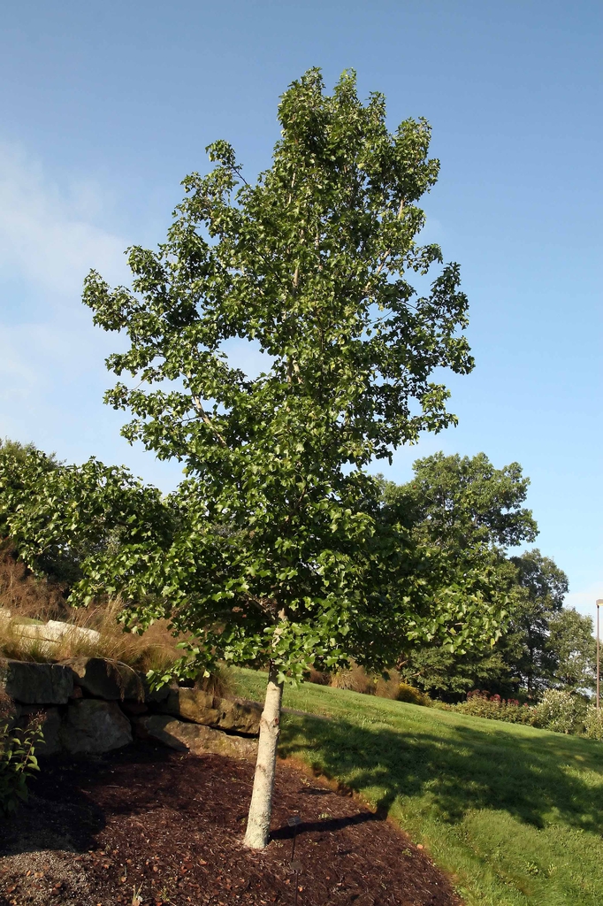 Form