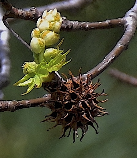 Spiky brown ball is a mature fruiting head and male flower