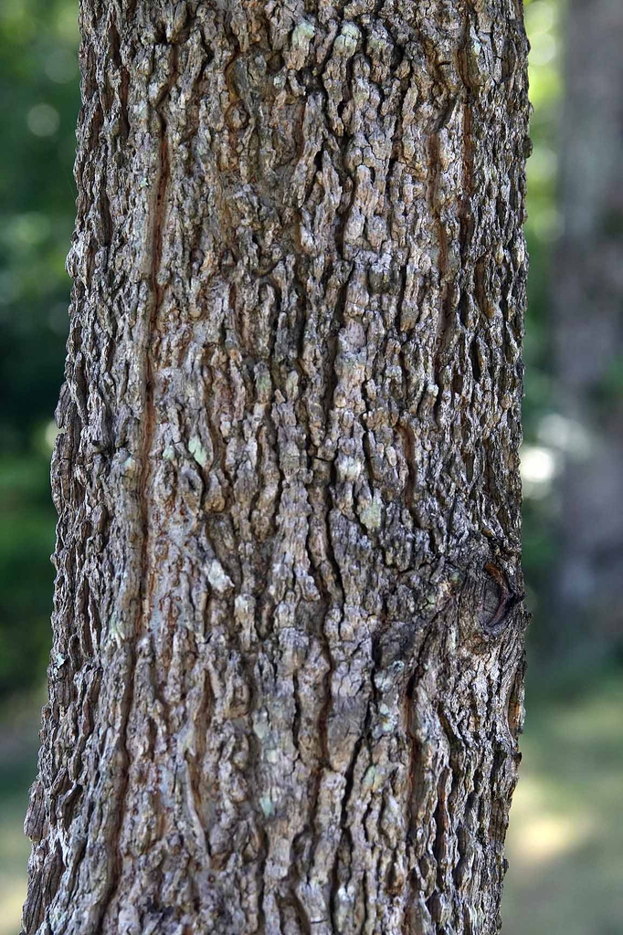 Bark