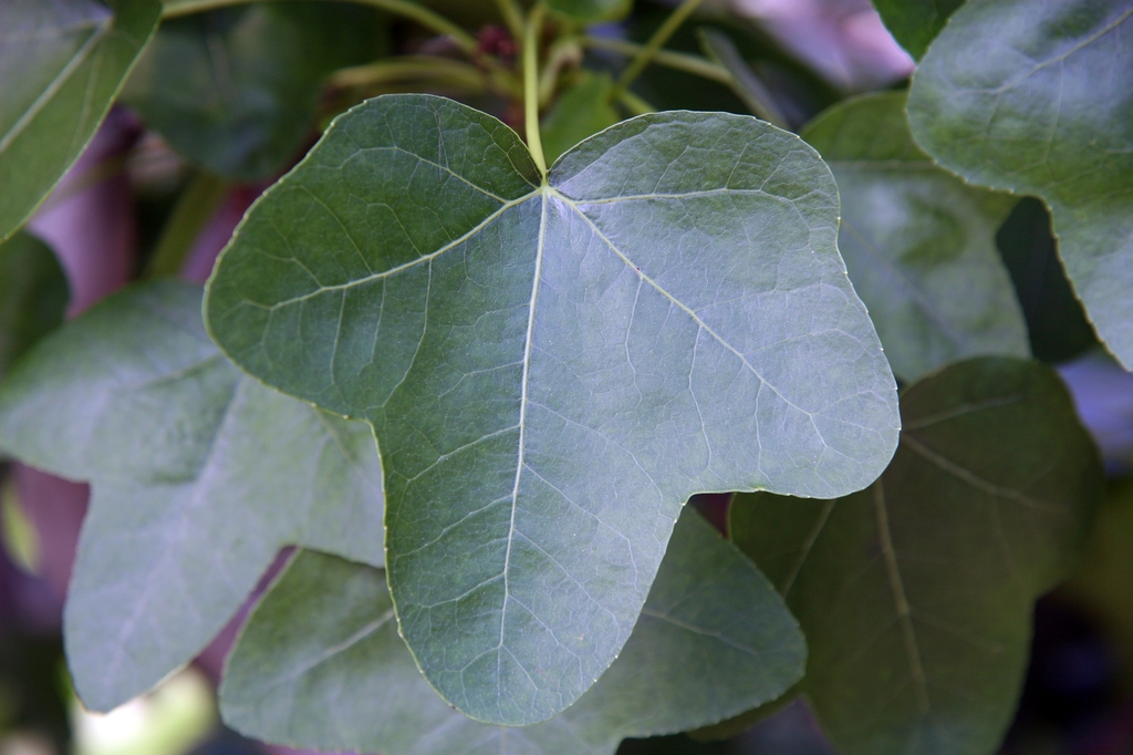Close up of leaves